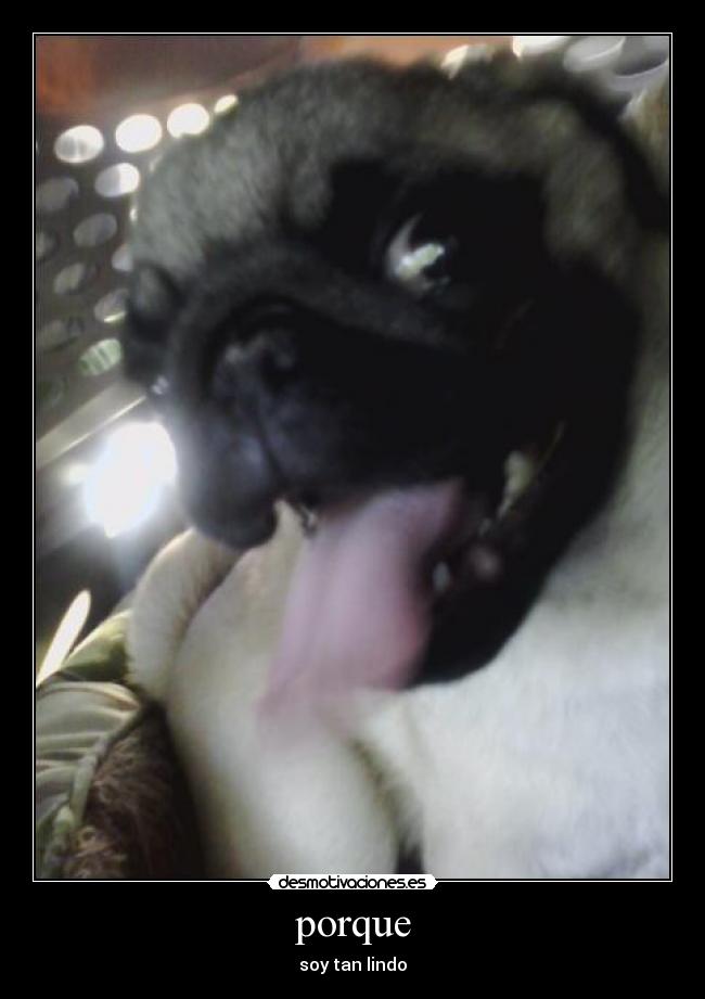 porque - soy tan lindo