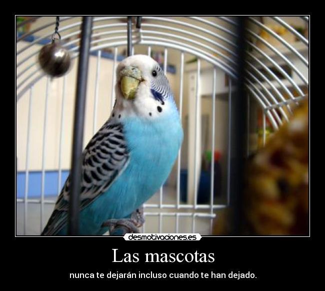 carteles hoy muerto periquito llamado perico desmotivaciones