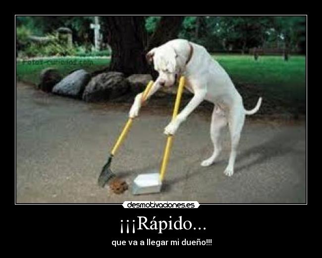 ¡¡¡Rápido... - que va a llegar mi dueño!!!