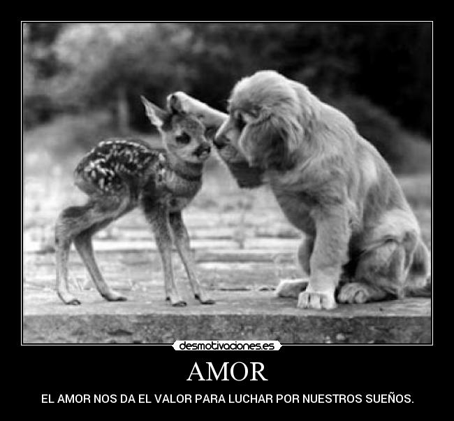 AMOR -