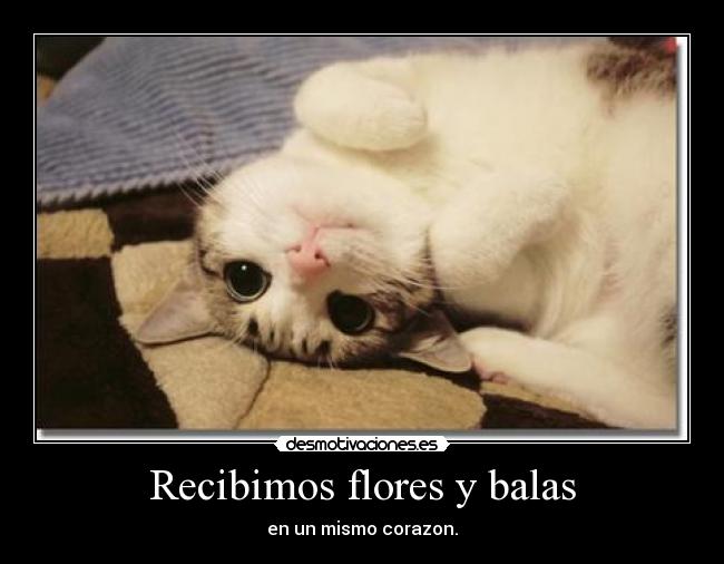 Recibimos flores y balas - 