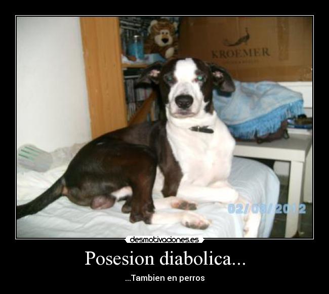 Posesion diabolica... - ...Tambien en perros