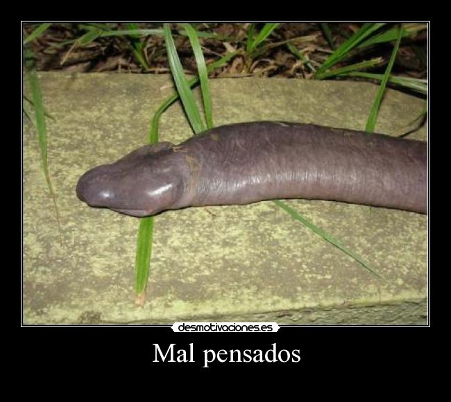 Mal pensados - 