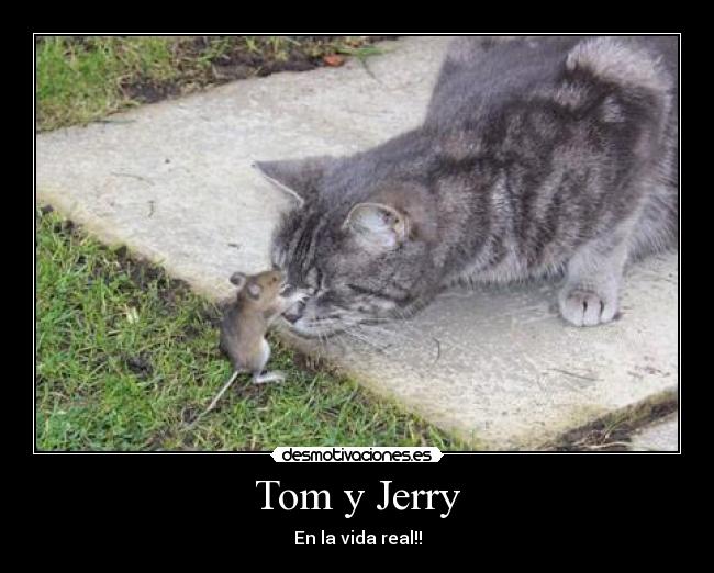 Tom y Jerry - En la vida real!!