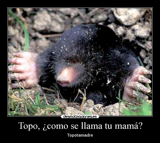 carteles jajajajaja esto gracioso topo tiene desorden psicologico agudo desmotivaciones