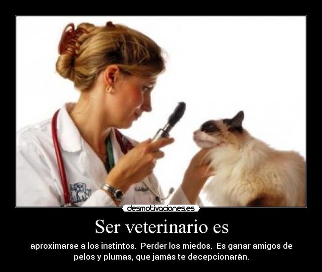 carteles veterinarios desmotivaciones