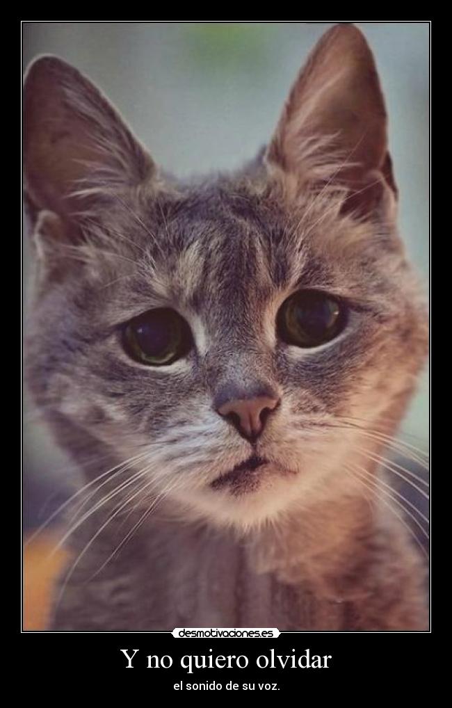 Y no quiero olvidar -