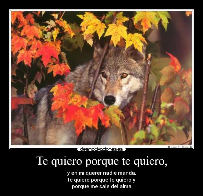 Te quiero porque te quiero, -