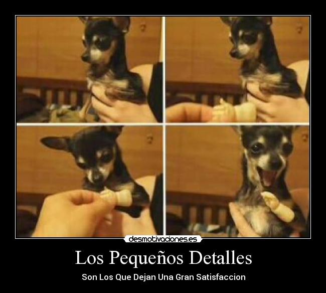 carteles detalles corazon animales amistad protesis felicidad perro perrito desmotivaciones