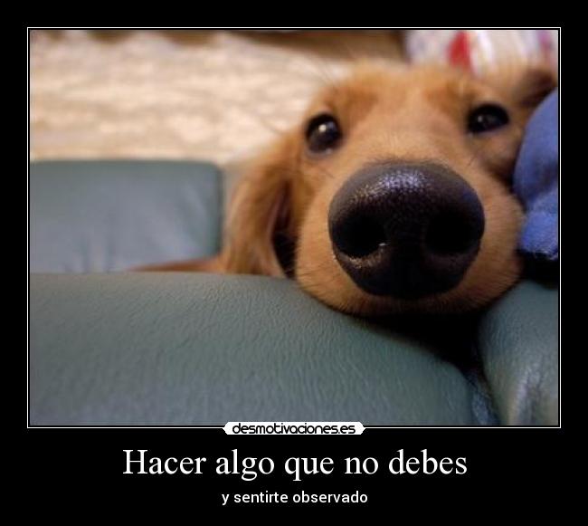 carteles comi flan familia nunca sabran jajajajaja desmotivaciones