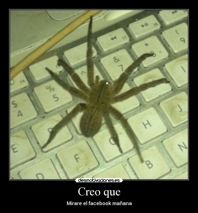 carteles arana teclado desmotivaciones