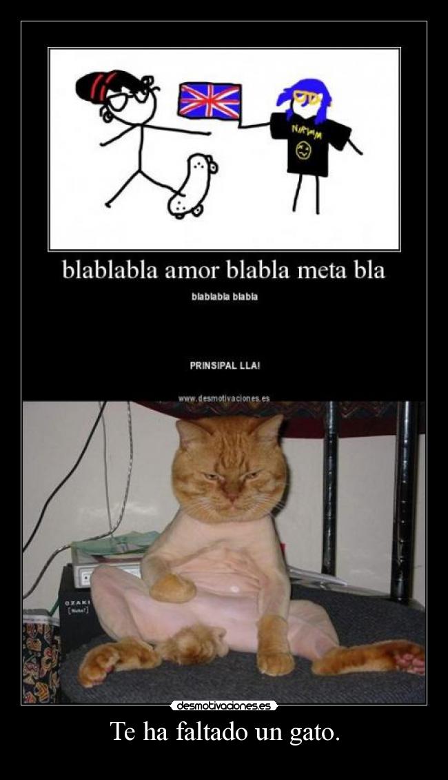 Te ha faltado un gato. -
