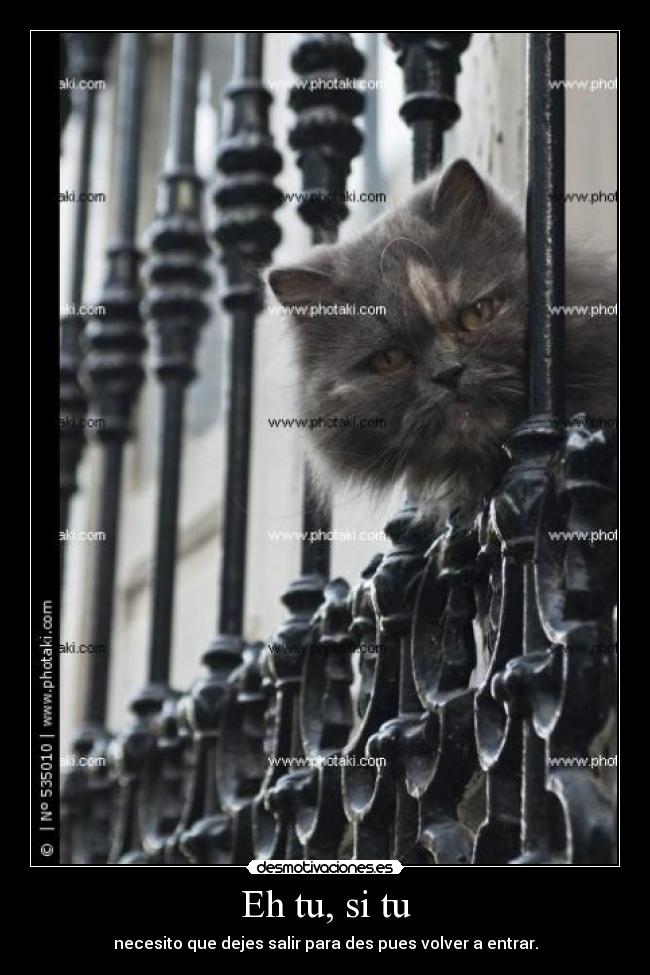 carteles logica gatuna desmotivaciones