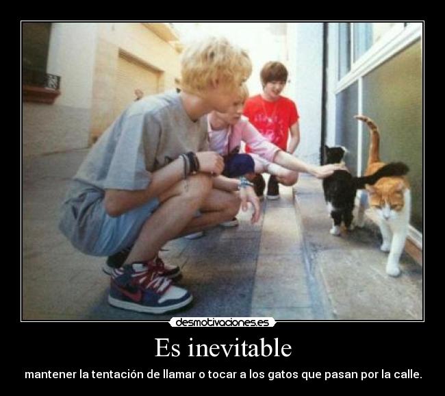 Es inevitable - mantener la tentación de llamar o tocar a los gatos que pasan por la calle.