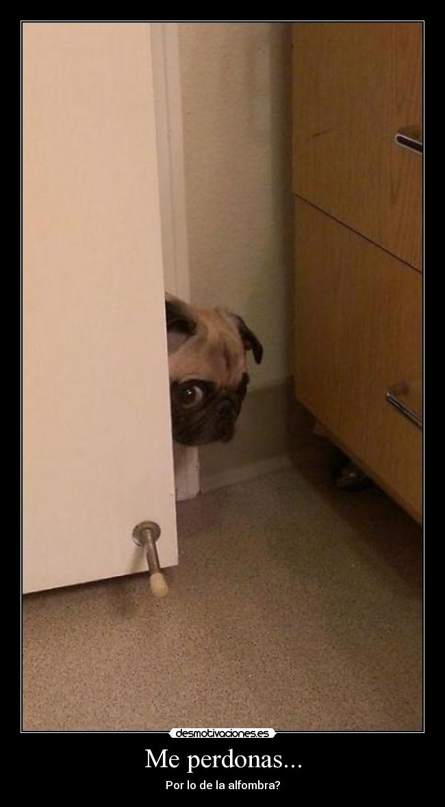 Me perdonas... - Por lo de la alfombra?