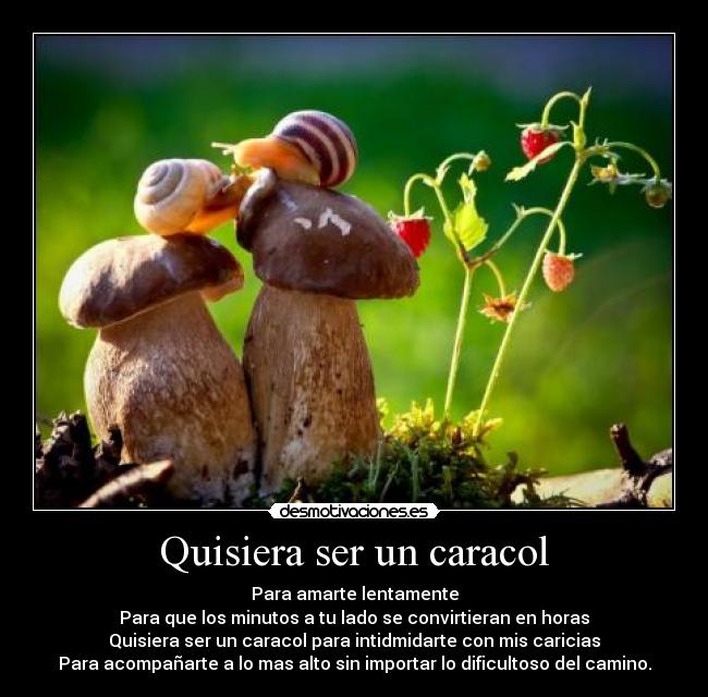 Quisiera ser un caracol - Para amarte lentamente
Para que los minutos a tu lado se convirtieran en horas
Quisiera ser un caracol para intidmidarte con mis caricias
Para acompañarte a lo mas alto sin importar lo dificultoso del camino.