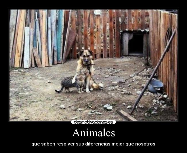 Animales - que saben resolver sus diferencias mejor que nosotros.