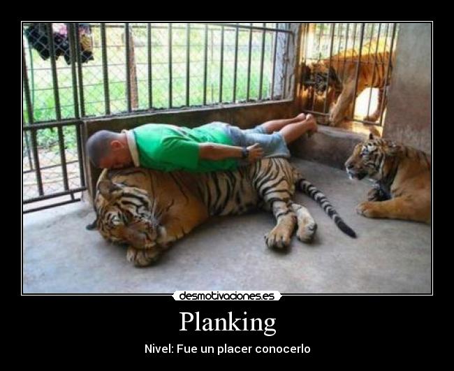 carteles planking tigres zoologico zoo muchos huevos volveremos ver desmotivaciones