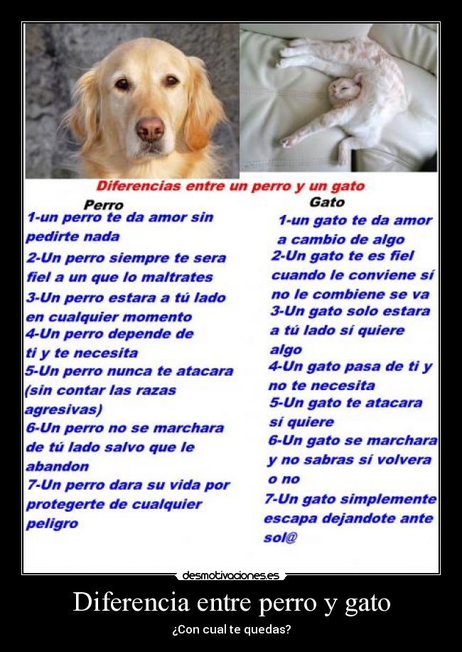 Diferencia entre perro y gato -