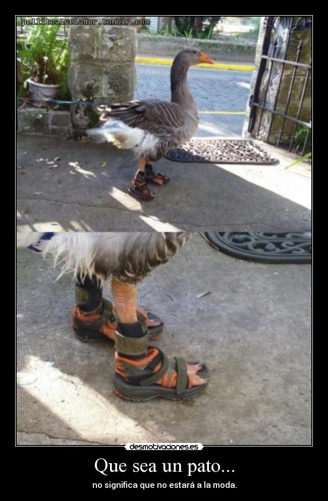 Que sea un pato... - no significa que no estará a la moda.