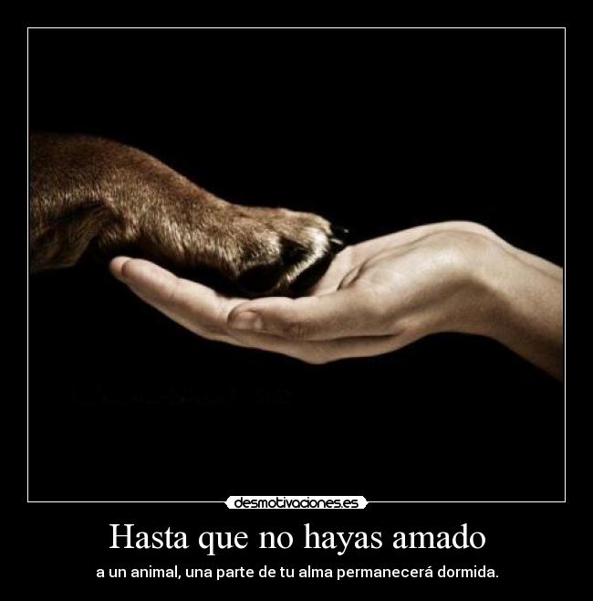 Hasta que no hayas amado - a un animal, una parte de tu alma permanecerá dormida.