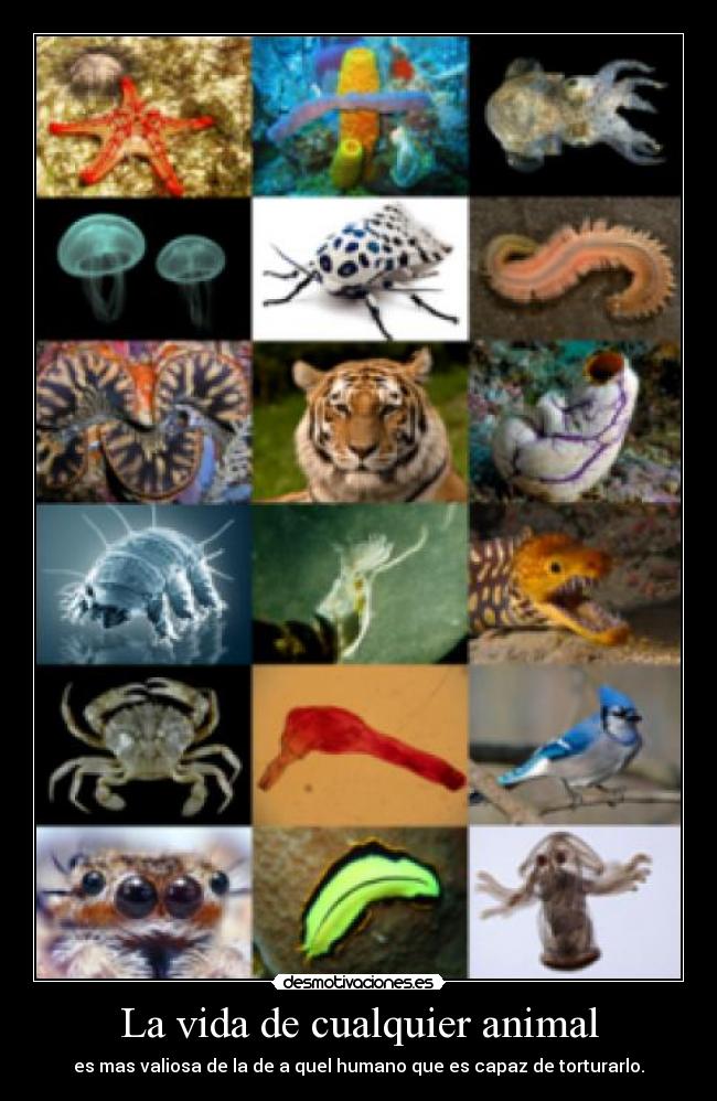 La vida de cualquier animal - es mas valiosa de la de a quel humano que es capaz de torturarlo.