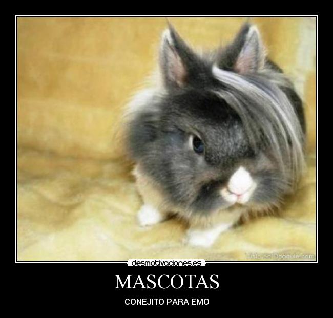 MASCOTAS - CONEJITO PARA EMO