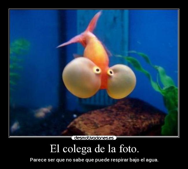 El colega de la foto. - Parece ser que no sabe que puede respirar bajo el agua.
