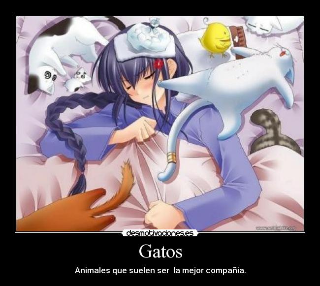 Gatos -