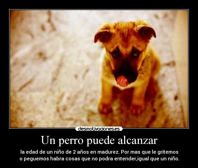 Un perro puede alcanzar -