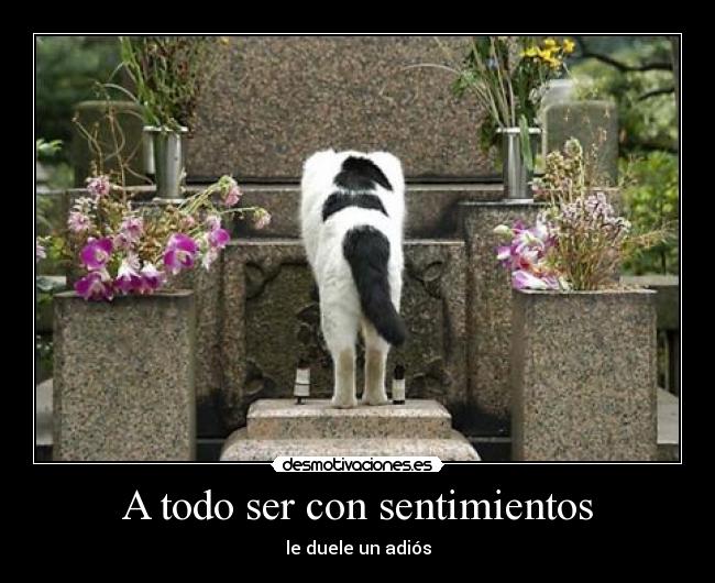 A todo ser con sentimientos - 