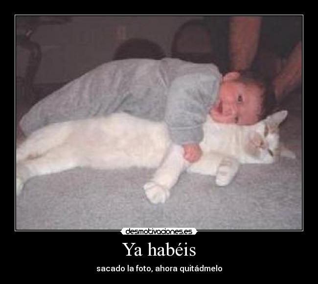 carteles bebe gato desmotivaciones