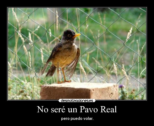 No seré un Pavo Real - pero puedo volar.