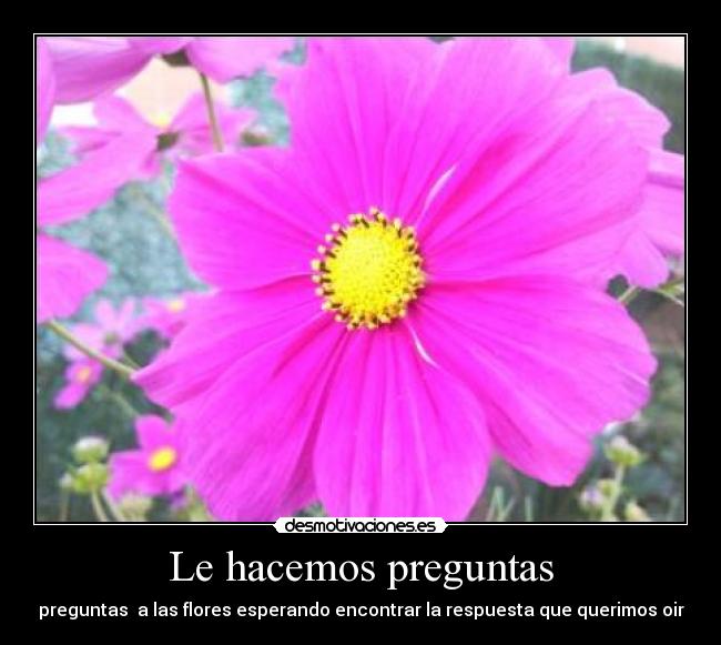 carteles preguntas las flores desmotivaciones