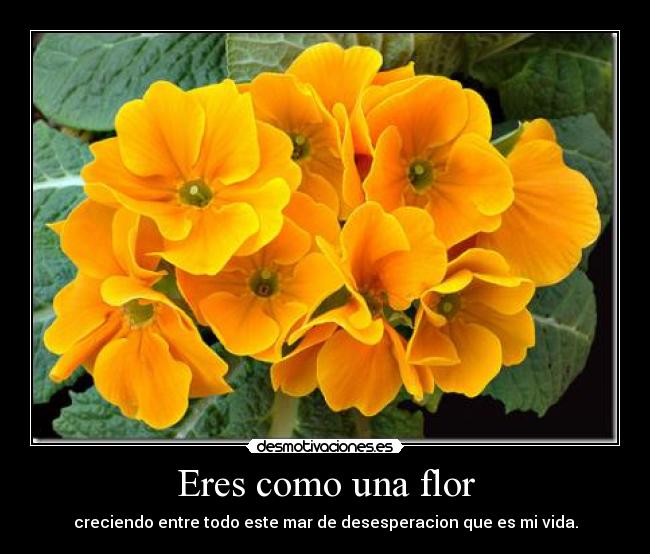 carteles flor desmotivaciones