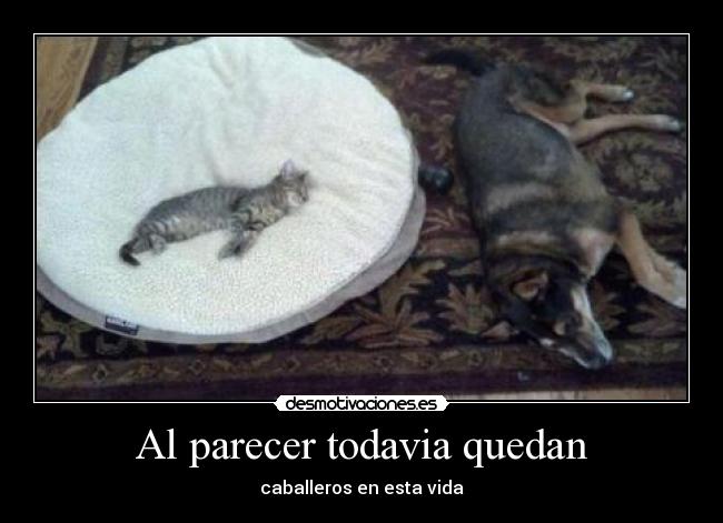 Al parecer todavia quedan - caballeros en esta vida