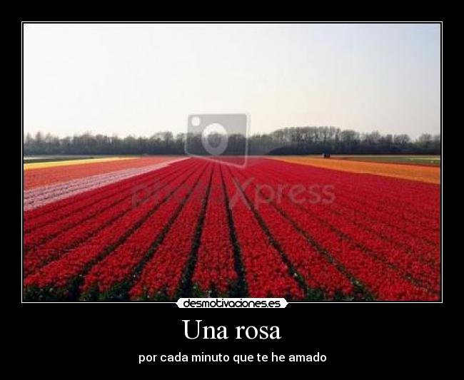 Una rosa - por cada minuto que te he amado