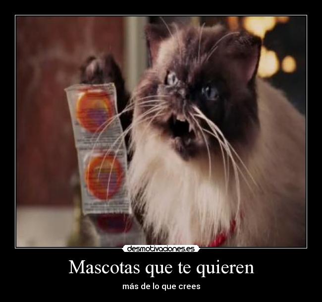 Mascotas que te quieren - más de lo que crees