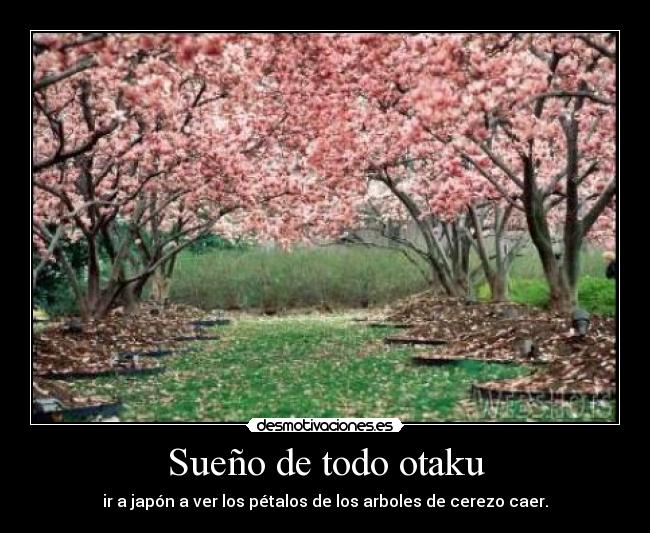 Sueño de todo otaku - 