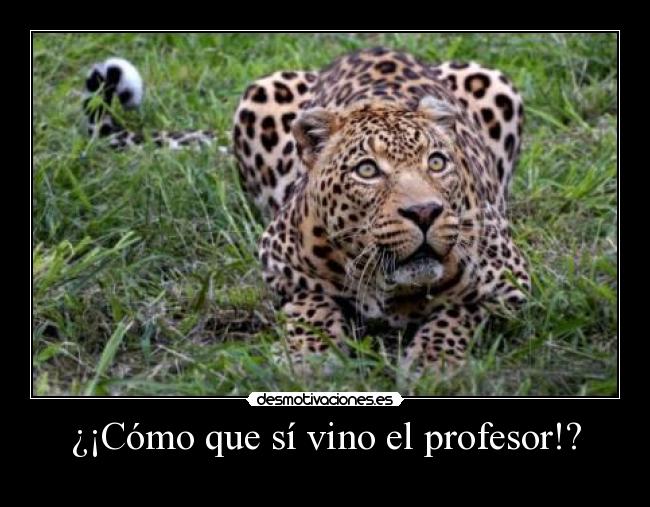 ¿¡Cómo que sí vino el profesor!? -