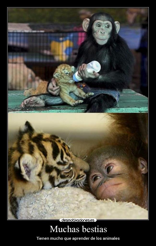 Muchas bestias -
