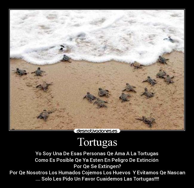 Tortugas - Yo Soy Una De Esas Personas Qe Ama A La Tortugas
Como Es Posible Qe Ya Esten En Peligro De Extinción 
Por Qe Se Extingen?
Por Qe Nosotros Los Humados Cojemos Los Huevos  Y Evitamos Qe Nascan
.... Solo Les Pido Un Favor Cuaidemos Las Tortugas!!!!