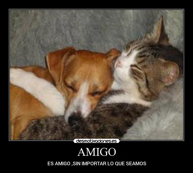 AMIGO -