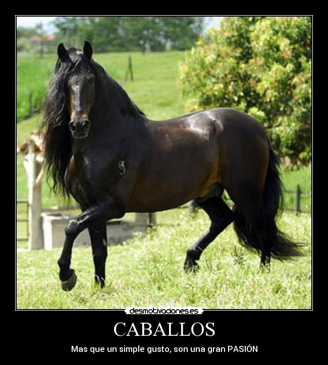 CABALLOS - 