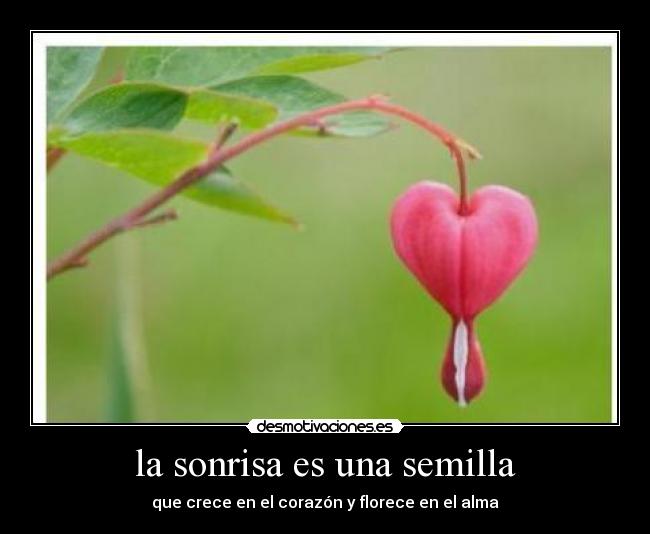 la sonrisa es una semilla - que crece en el corazón y florece en el alma