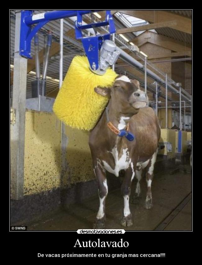 Autolavado - De vacas próximamente en tu granja mas cercana!!!!