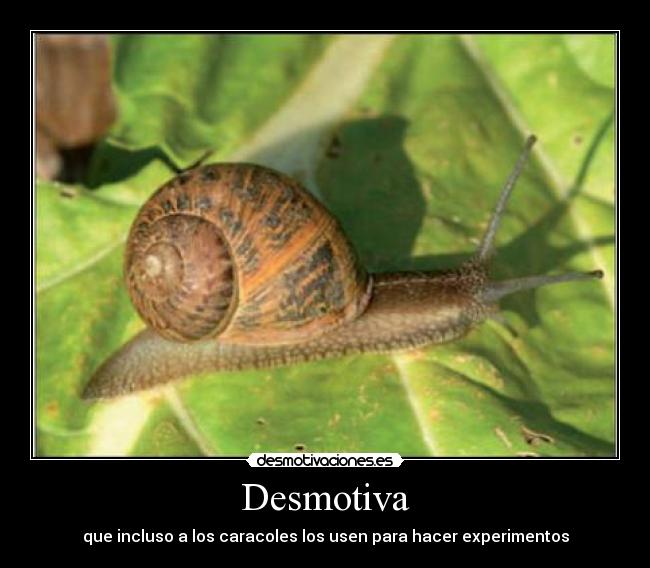 Desmotiva - que incluso a los caracoles los usen para hacer experimentos