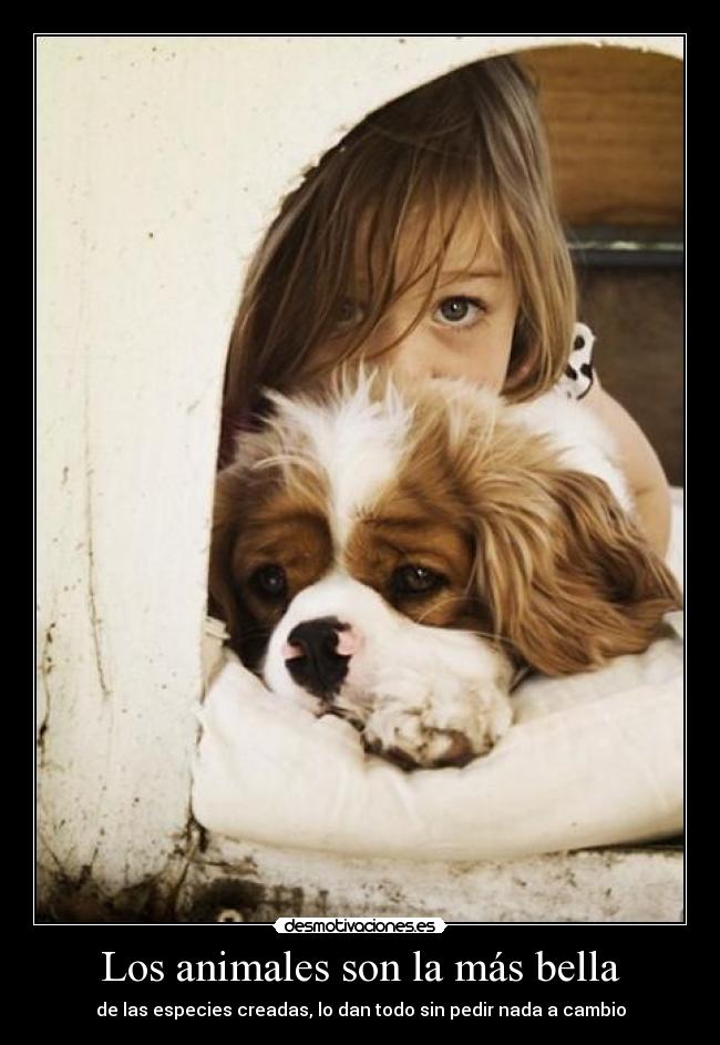 Los animales son la más bella - de las especies creadas, lo dan todo sin pedir nada a cambio