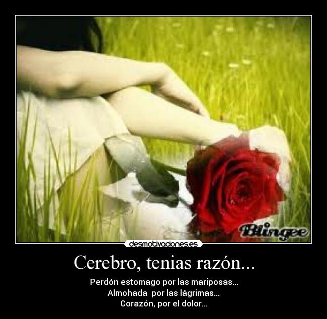 Cerebro, tenias razón... - Perdón estomago por las mariposas...
Almohada por las lágrimas...
Corazón, por el dolor...