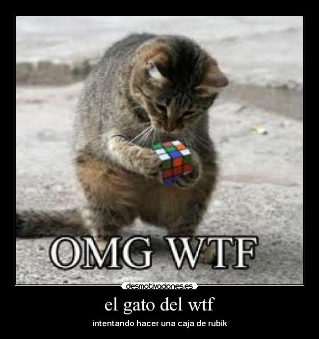 el gato del wtf - 